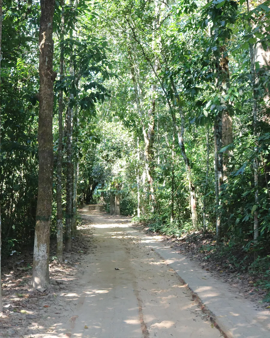 Path through the tall trees of Lawachara National Park