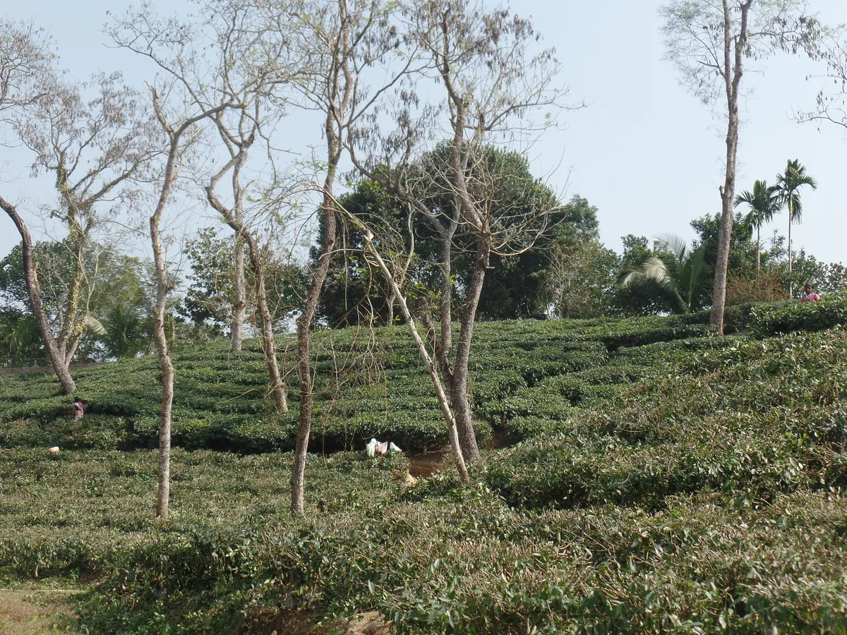 Tea garden in Srimangal