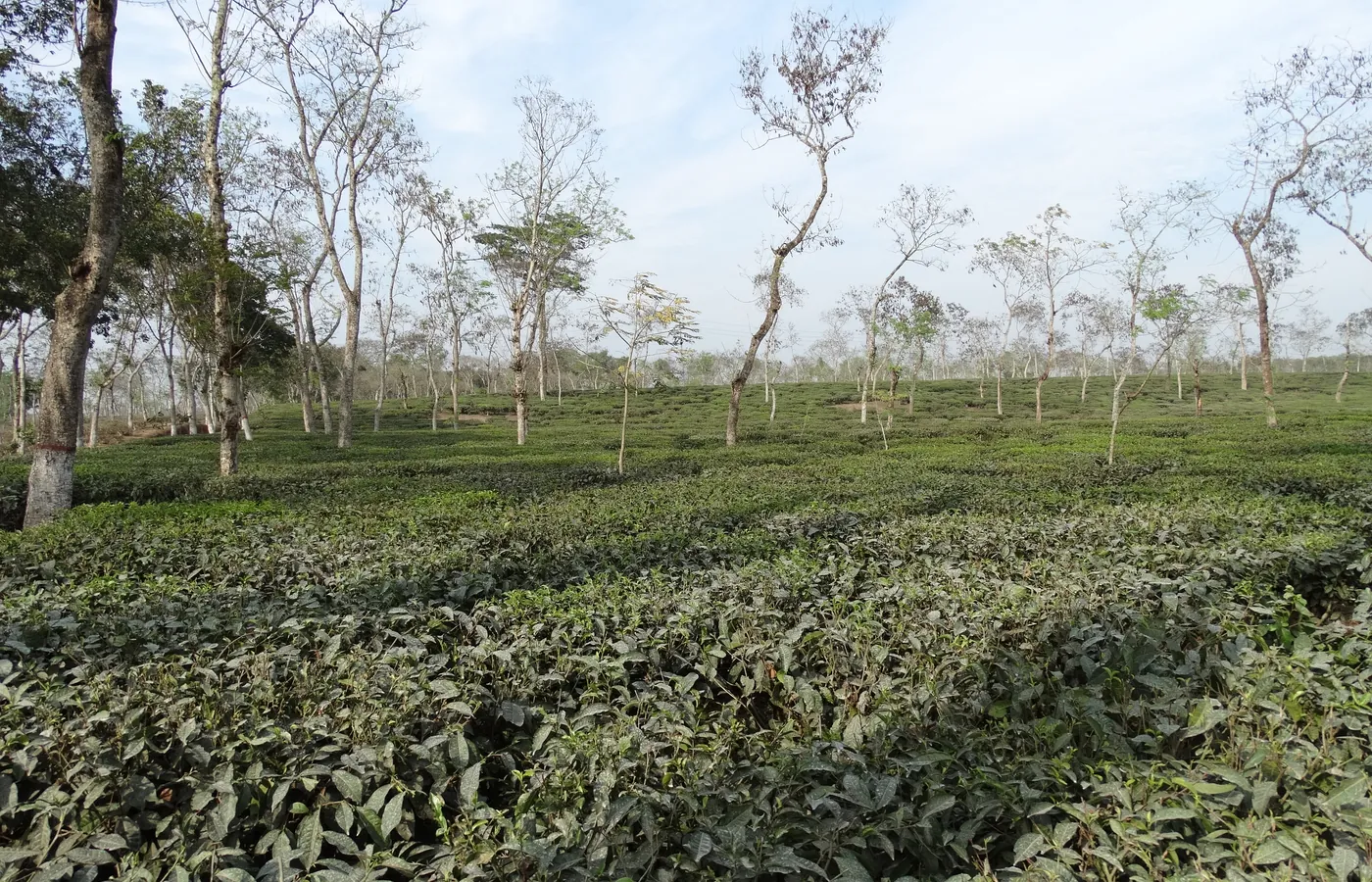 Tea bushes running up a slope in Srimangal