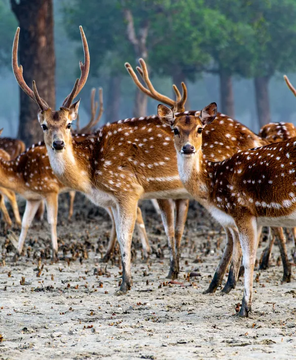 Tiger, Tide and Mangrove
