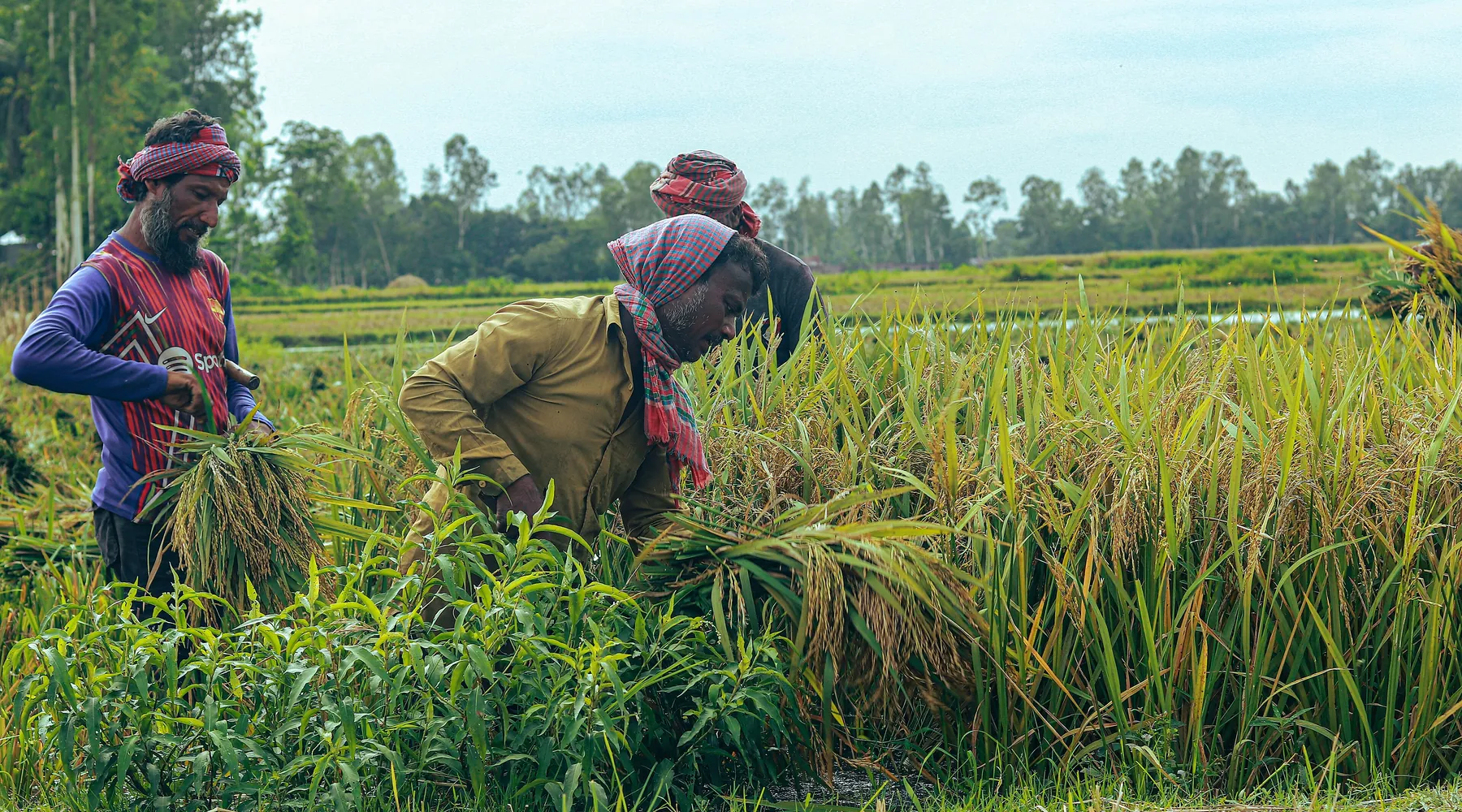 Late Autumn in Bangladesh