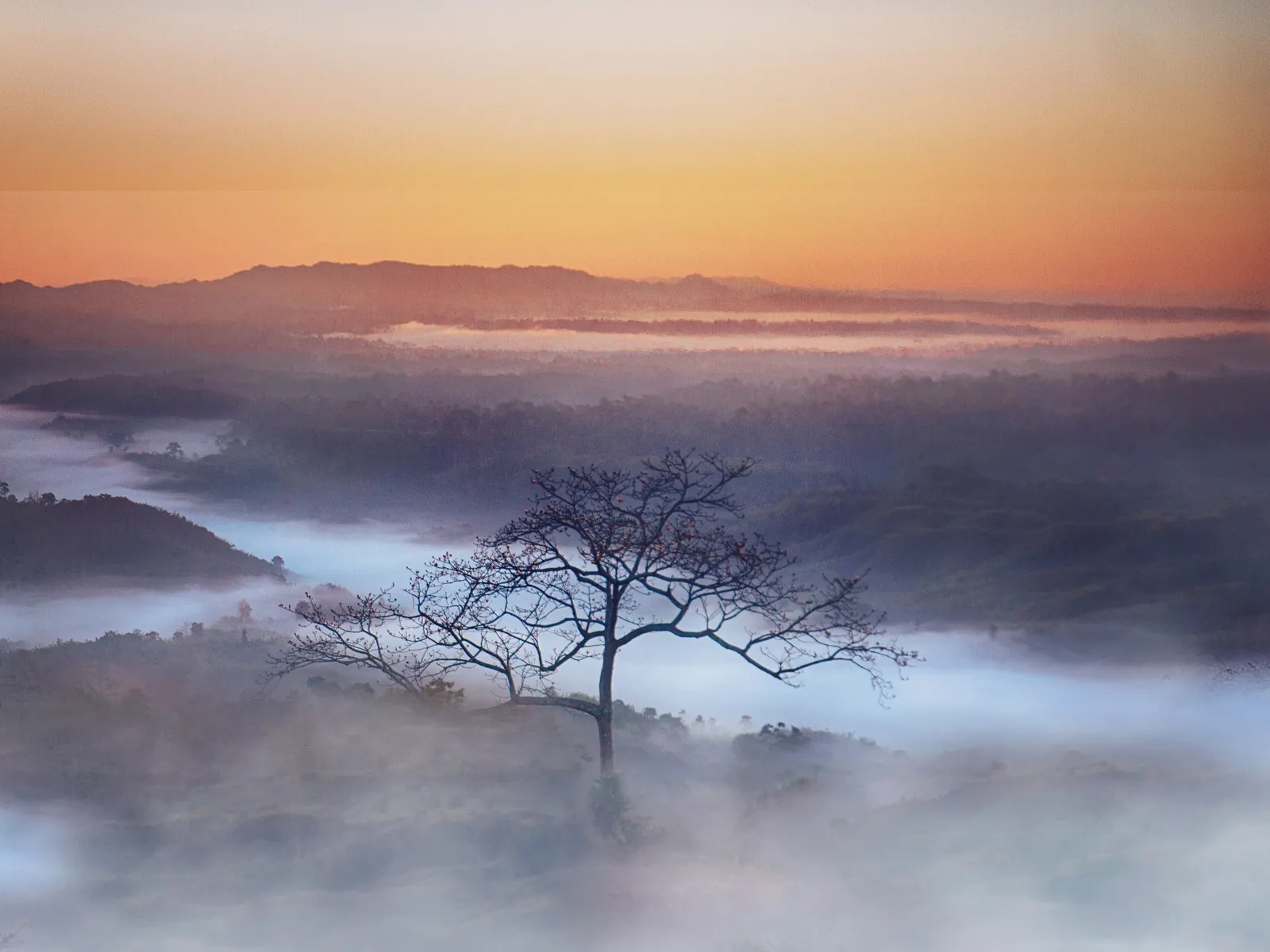 A lone tree above a sea of cloud at sunrise in Sajek Valley
