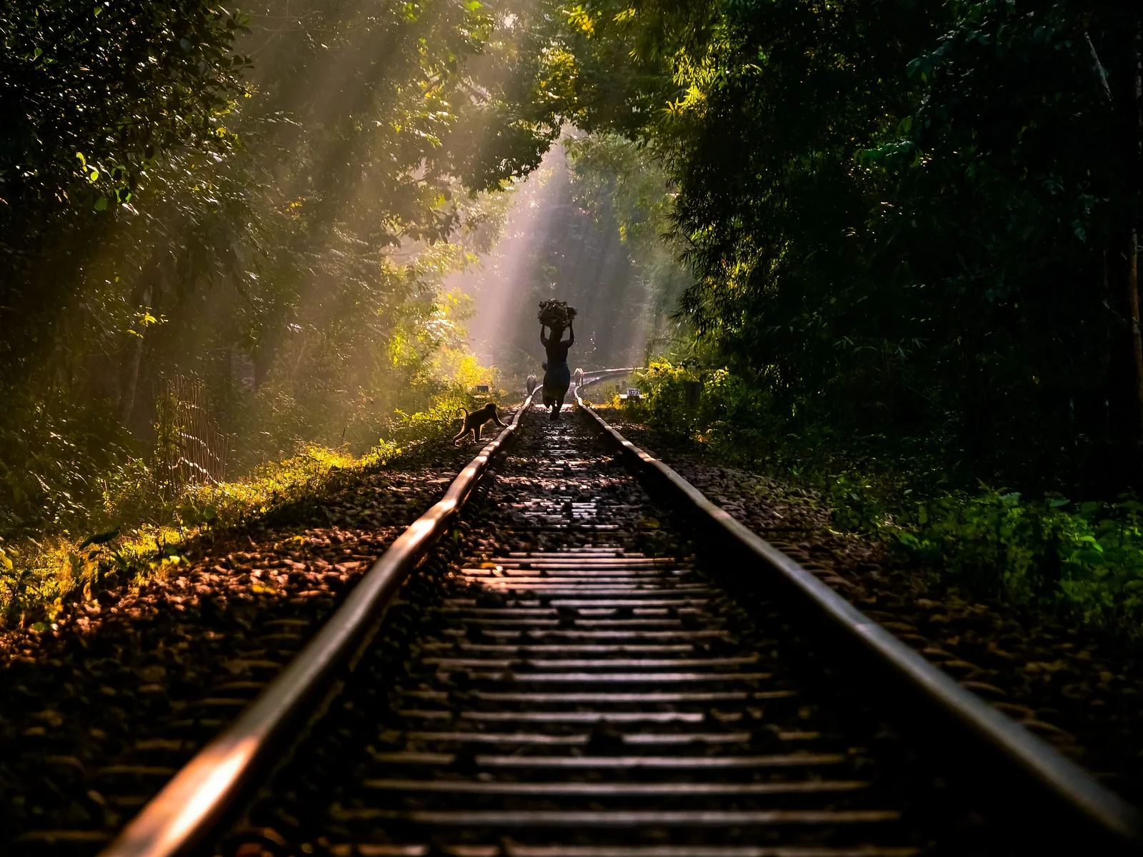 Light through the trees over a railway line near Srimangal
