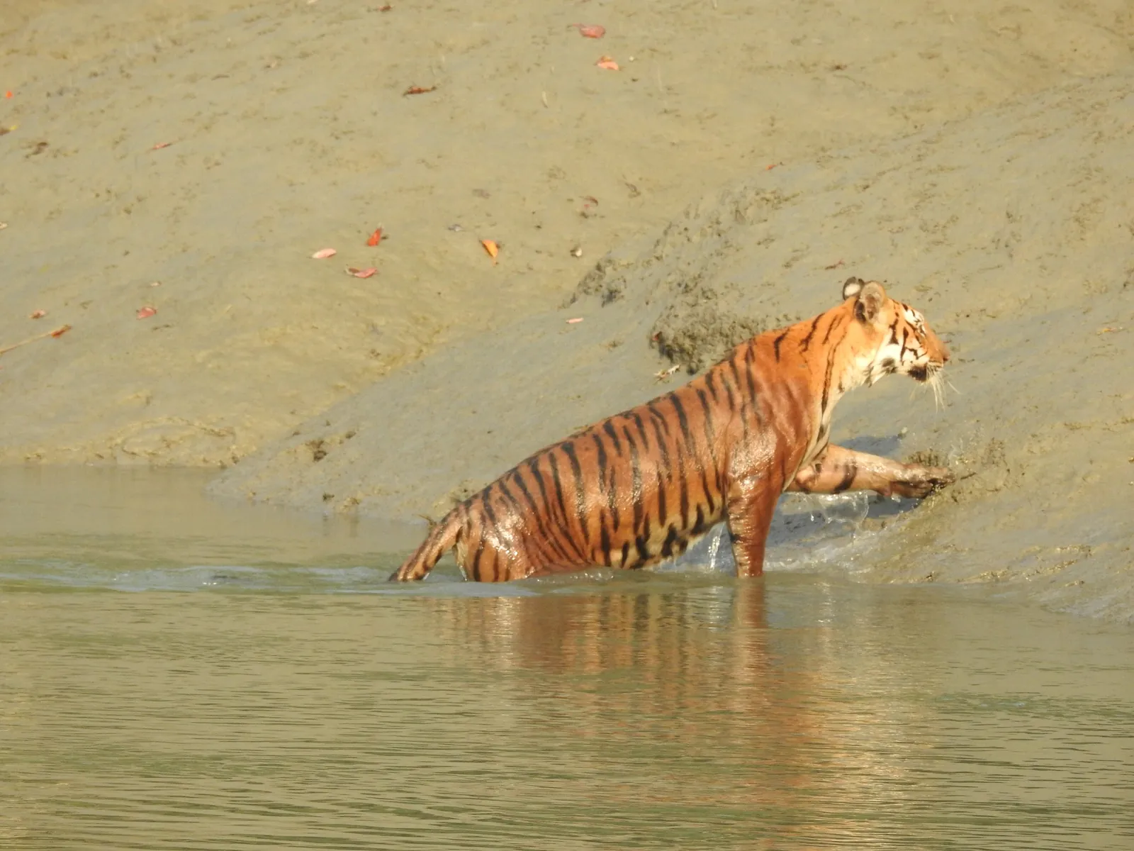 Royal Bengal tiger crossing a channel in the Sundarbans